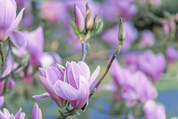 Springtime. Flowering pink magnolias on a branch in springtime. Beautiful spring flowers in spring orchard. Copy space.