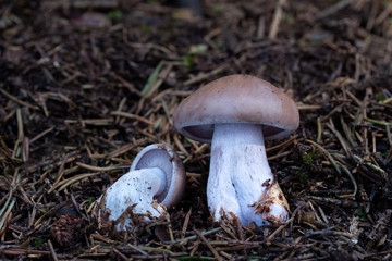 Mushroom, photo Czech Republic, Europe