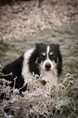 Adult male of border collie is sitting in frozen grass  He is so cute. Winter in Prague.