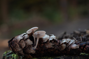 Mushroom, photo Czech Republic, Europe