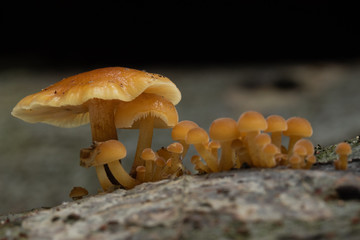 Mushroom, photo Czech Republic, Europe