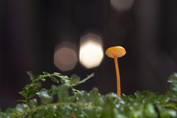 Mushroom, photo Czech Republic, Europe
