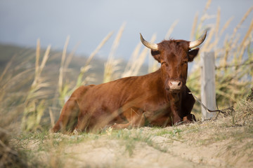 A Brown Corriente Cattle Breed with two horns sitting on a meadow