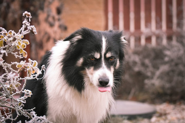 Adult male of border collie is sitting in frozen grass  He is so cute. Winter in Prague.