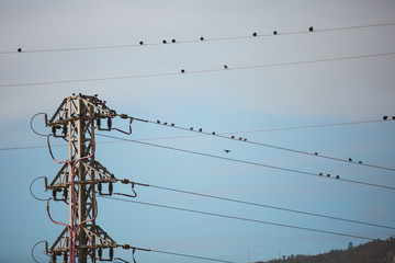 Flock of little sparrows standing on lines of electric wire cable steel pole