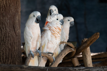 Cockatoo