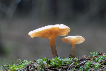 Mushroom, photo Czech Republic, Europe