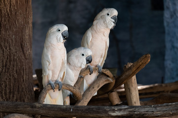Cockatoo