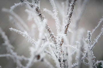 Frozen branches in winter time. This frost make so nice creature.