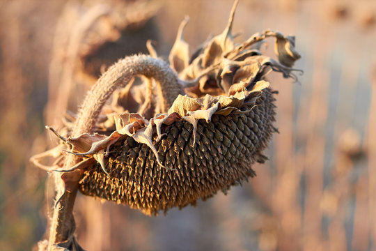 Close up of dry withered sunflower on a field