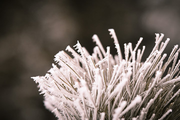 Frozen branches in winter time. This frost make so nice creature.