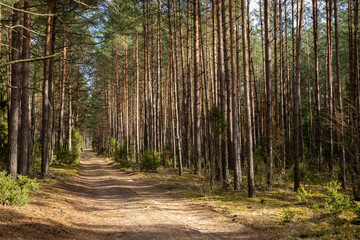 Forrest - Forest Knyszyn (Poland)