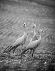 Close up image of Blue Cranes on a wheat field in the overberg of south africa