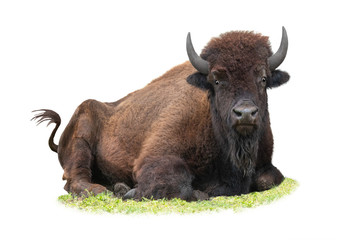 Bison lying on the grass in summer isolated on a white background.