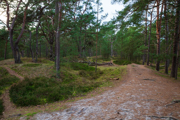 Primeval forest Darß