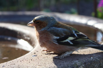 a chaffinch in the sun