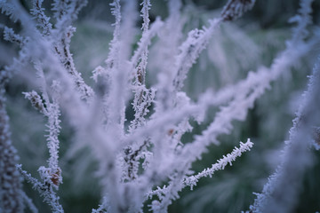 Frozen branches in winter time. This frost make so nice creature.