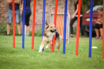 Lovely tricolor Border collie is running slalom on czech agility competition slalom. Dogs love it!