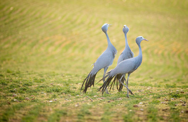 Obraz premium Close up image of Blue Cranes on a wheat field in the overberg of south africa