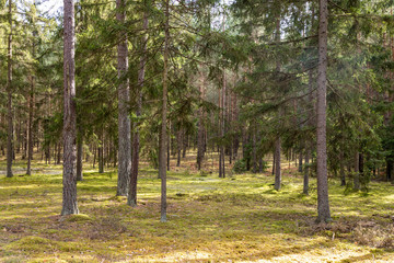 Forrest - Forest Knyszyn (Poland)