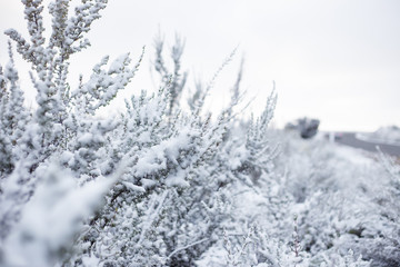 Close up image of branches covered in fresh snow near Ceres in t
