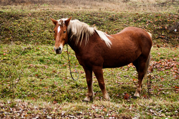 koń © kolorowekadry
