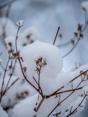 winter, snow, tree, branch, nature, cold, ice, white, frost, sky, spring, branches, season, frozen, plant, blue, flower, bush, trees, blossom, forest, frosty, snowy, cherry, red