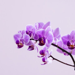 les fleures d'orchidée