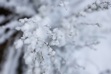 Close up image of branches covered in fresh snow near Ceres in t