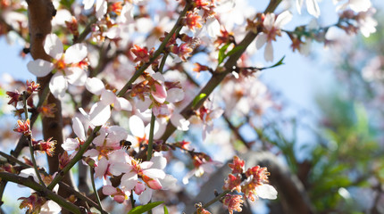 Almendro en flor