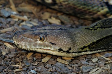 serpente