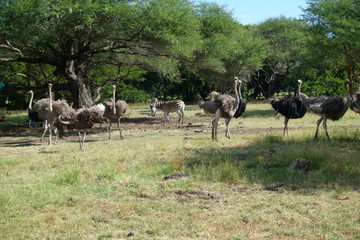in Mauritius