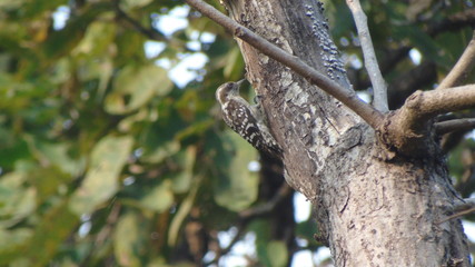 Fototapeta premium Brown Capped Pygmy Woodpecker on Tree