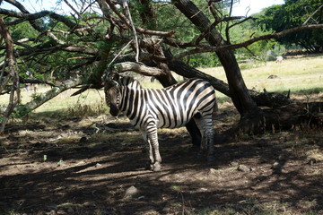 in Mauritius