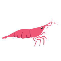 Shrimp or cute baby character isolated on white background for design, flat vector stock illustration with funny sea animal like print