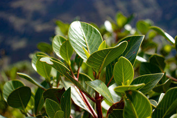 Obraz premium ARBOL DE LA QUINA O CASCARILLA - ARBOL NACIONAL DEL PERU