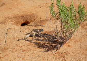 Ground squirrel near the town of Solitaire in the namib desert in Namibia