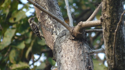 Obraz premium Brown Capped Pygmy Woodpecker on Tree