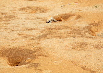 Ground squirrel near the town of Solitaire in the namib desert in Namibia