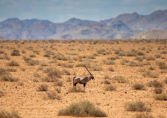 Oryx in the namib desert in Namibia