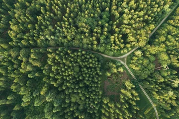 Fototapete Wald Aerial view of roads intersecting in forest  © Robert Kneschke