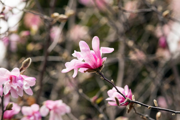 Spring composition a beautiful blooming branch of pink Magnolia against the background of nature,...