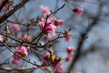 Spring composition a beautiful blooming branch of pink Magnolia against the sky, the concept of a natural background. selective focus, lens blur.