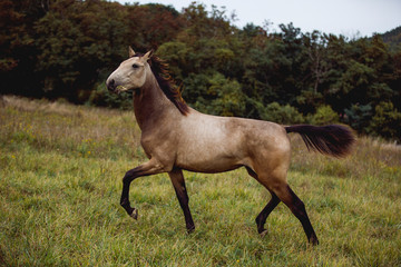 young brown horse running on meadow by the sunset