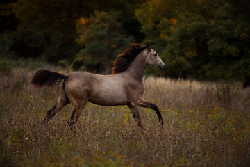 Obraz na płótnie Canvas young brown horse running on meadow by the sunset