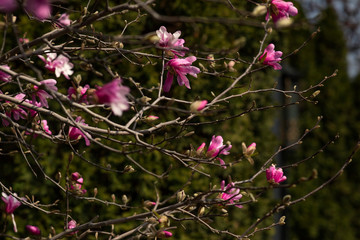 Spring composition a beautiful blooming branch of pink Magnolia against the background of nature, the concept of a natural background. selective focus, lens blur.