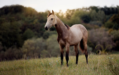 Beautiful and graceful quarter horse buck skin coloured portrait