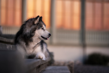 liegender Malamute