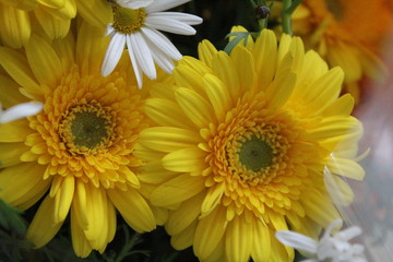 黄色い花　ガーベラ