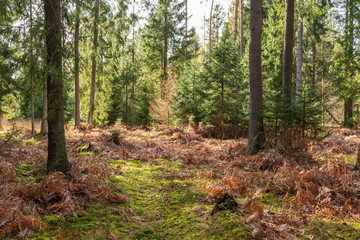 Forrest - Forest Knyszyn (Poland)